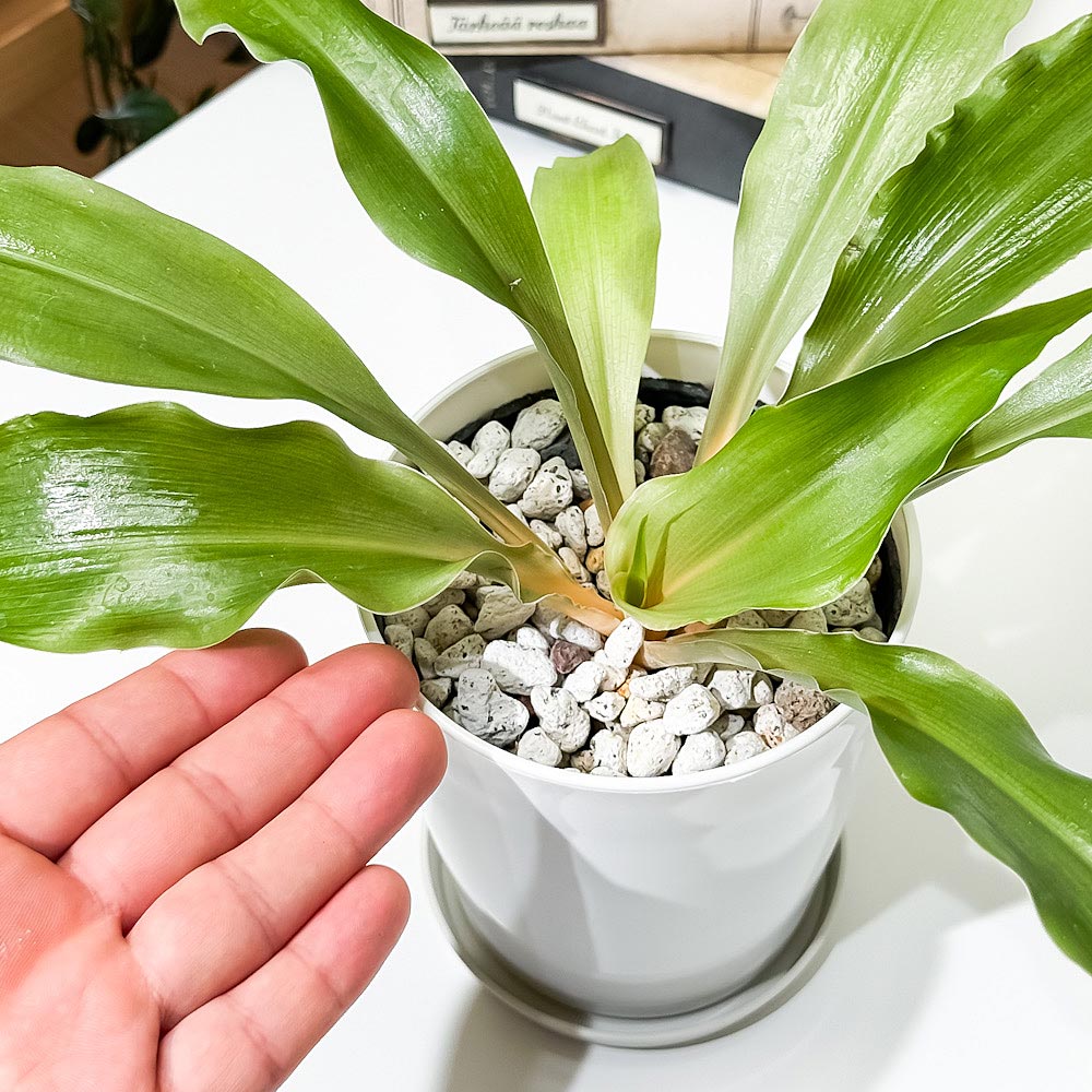 PLANCHU 観葉植物 クロロフィツム アマニエンセ 4号鉢 受け皿付き 育て方説明書付き Chlorophytum amaniense パリソタ ウエストランディア