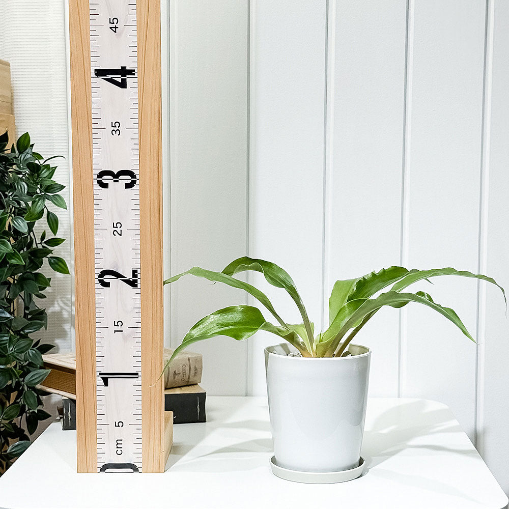 PLANCHU 観葉植物 クロロフィツム アマニエンセ 4号鉢 受け皿付き 育て方説明書付き Chlorophytum amaniense パリソタ ウエストランディア