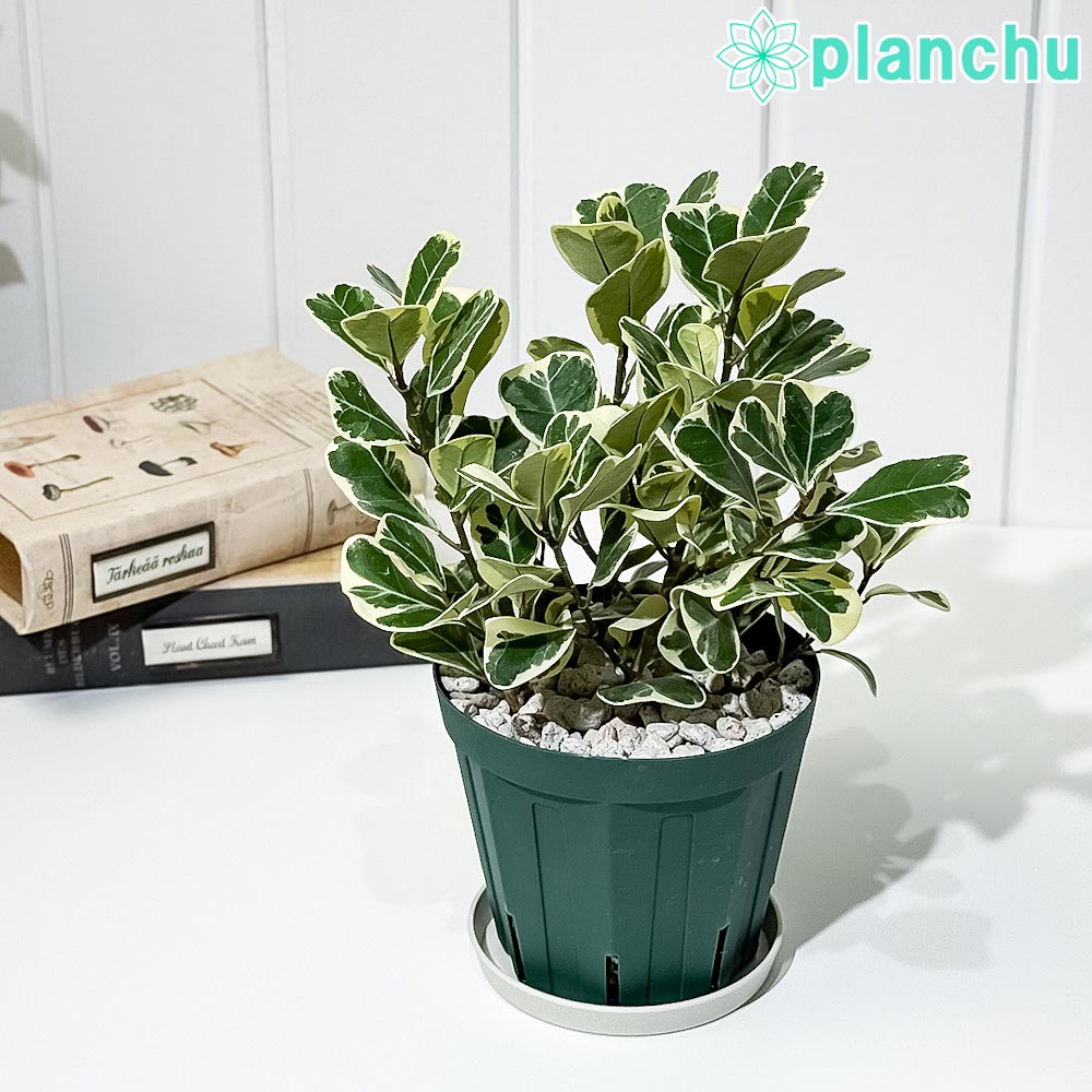 PLANCHU 観葉植物 フィカス スウィートハート 4号スリット鉢 受け皿付き 育て方説明書付き PVP Ficus natalensis ‘Sweet Heart’ スイートハート ハートの木 ハートボダイジュ ゴムノキ