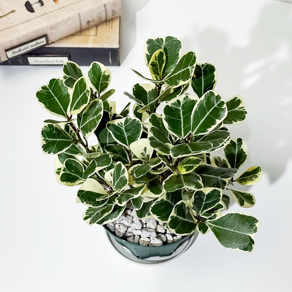 PLANCHU 観葉植物 フィカス スウィートハート 4号スリット鉢 受け皿付き 育て方説明書付き PVP Ficus natalensis ‘Sweet Heart’ スイートハート ハートの木 ハートボダイジュ ゴムノキ