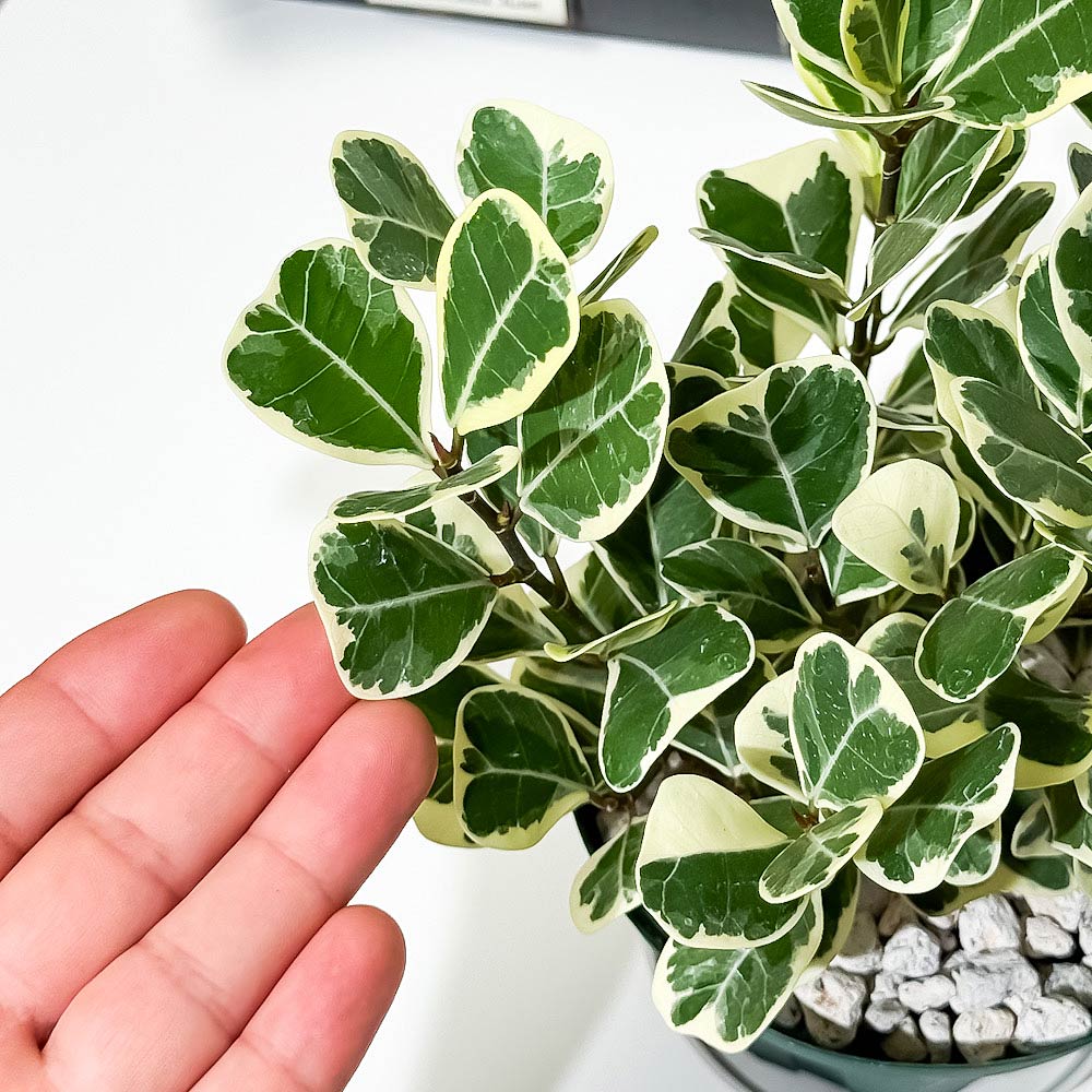 PLANCHU 観葉植物 フィカス スウィートハート 4号スリット鉢 受け皿付き 育て方説明書付き PVP Ficus natalensis ‘Sweet Heart’ スイートハート ハートの木 ハートボダイジュ ゴムノキ