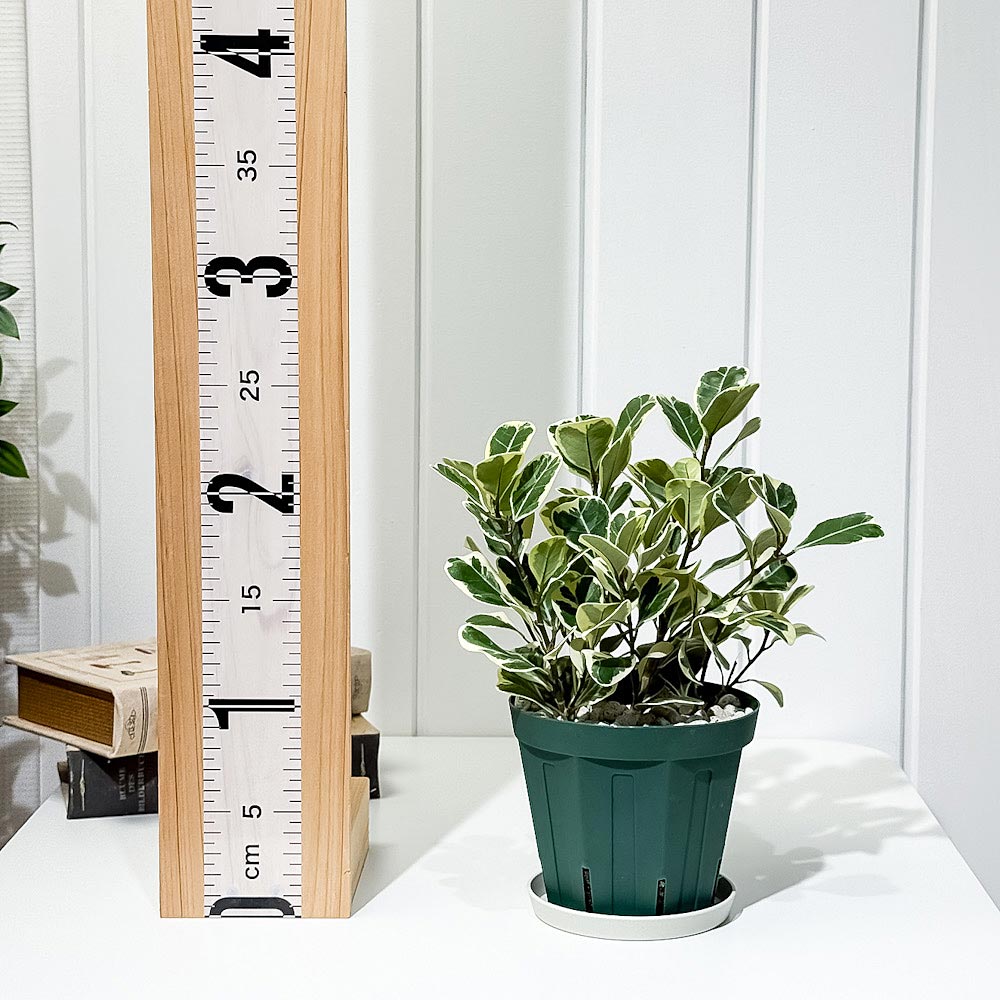 PLANCHU 観葉植物 フィカス スウィートハート 4号スリット鉢 受け皿付き 育て方説明書付き PVP Ficus natalensis ‘Sweet Heart’ スイートハート ハートの木 ハートボダイジュ ゴムノキ