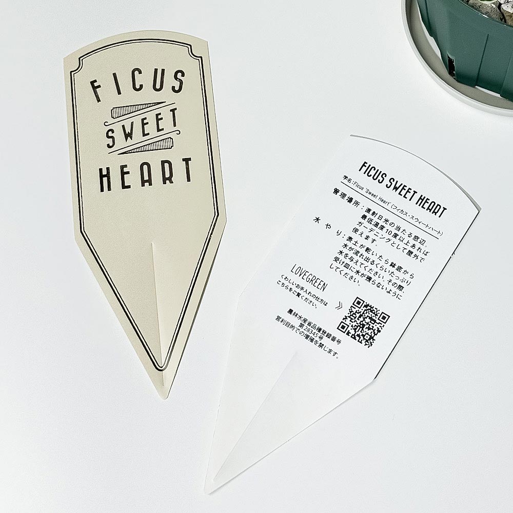 PLANCHU 観葉植物 フィカス スウィートハート 4号スリット鉢 受け皿付き 育て方説明書付き PVP Ficus natalensis ‘Sweet Heart’ スイートハート ハートの木 ハートボダイジュ ゴムノキ
