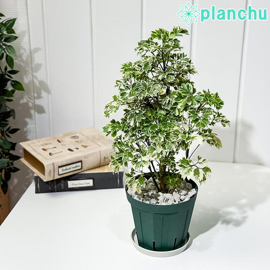 PLANCHU 観葉植物 ポリシャス ホイップツリー 4号スリット鉢 受け皿付き 育て方説明書付き Polyscias ‘Whip Tree’