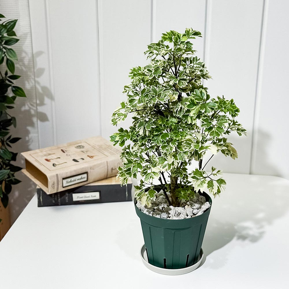 PLANCHU 観葉植物 ポリシャス ホイップツリー 4号スリット鉢 受け皿付き 育て方説明書付き Polyscias ‘Whip Tree’