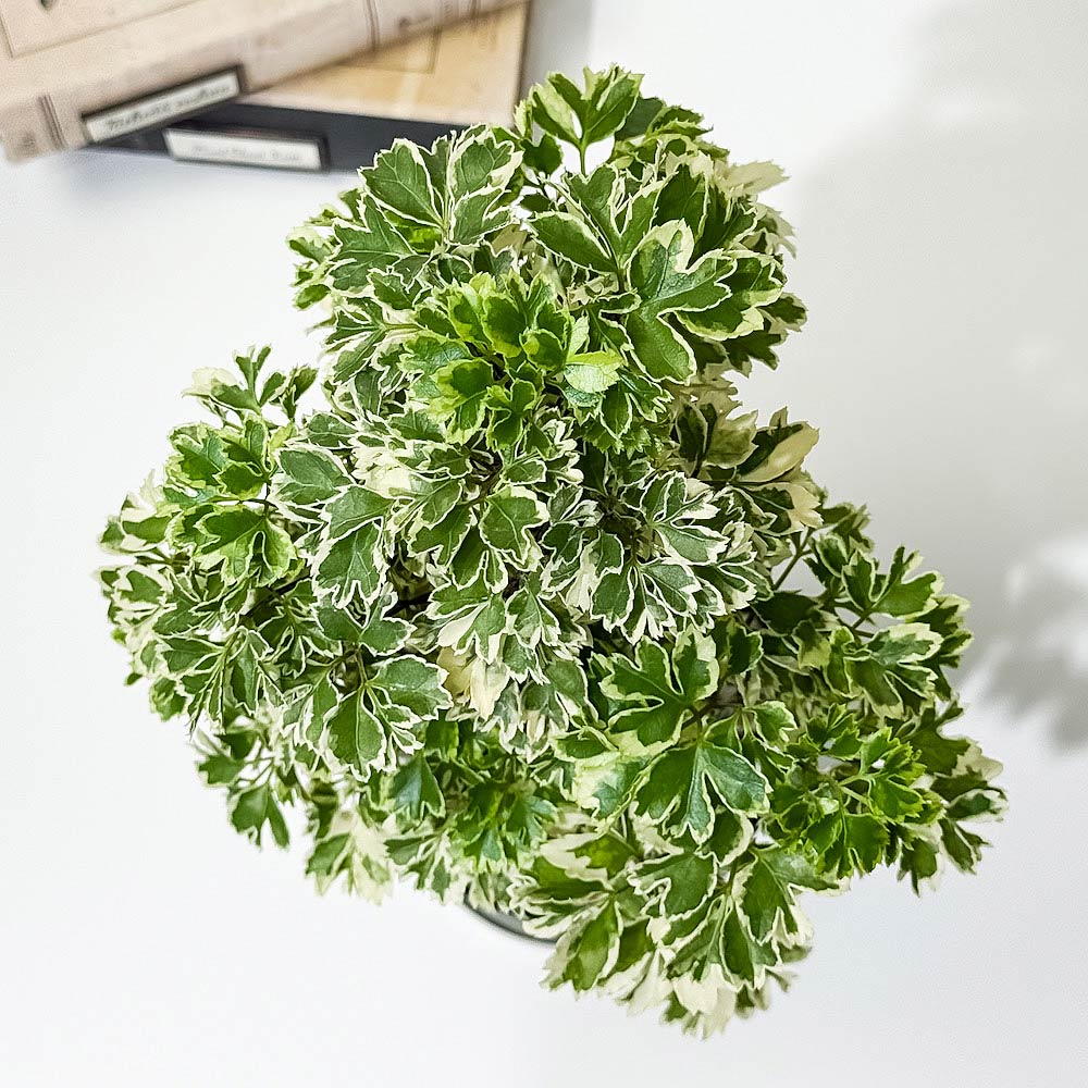 PLANCHU 観葉植物 ポリシャス ホイップツリー 4号スリット鉢 受け皿付き 育て方説明書付き Polyscias ‘Whip Tree’