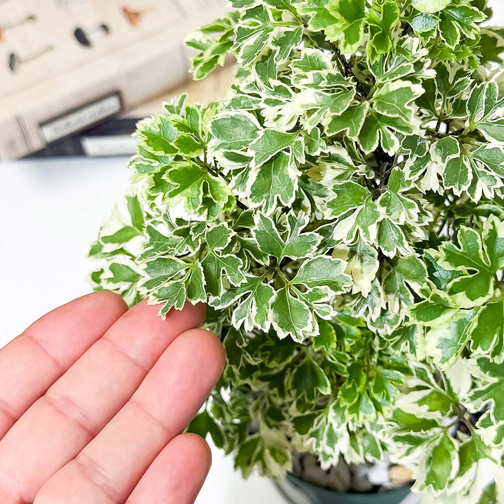 PLANCHU 観葉植物 ポリシャス ホイップツリー 4号スリット鉢 受け皿付き 育て方説明書付き Polyscias ‘Whip Tree’