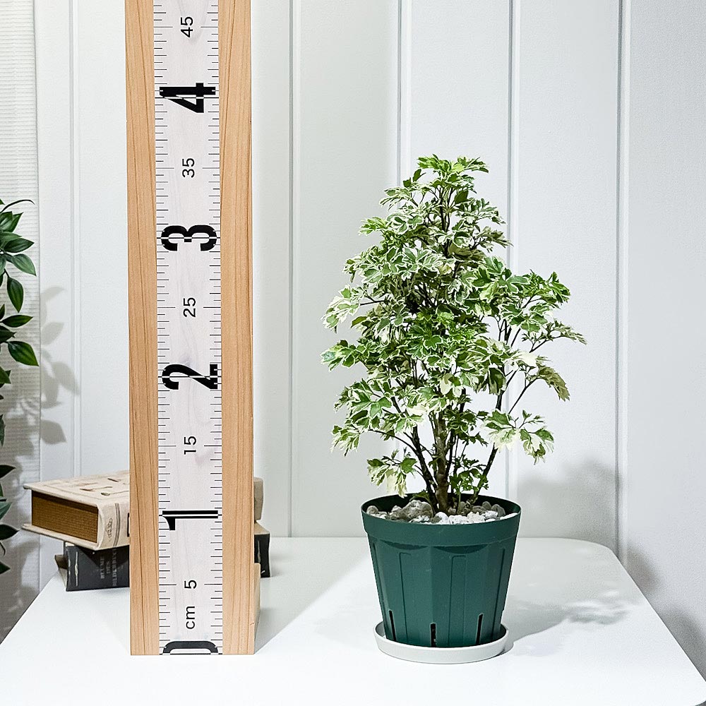 PLANCHU 観葉植物 ポリシャス ホイップツリー 4号スリット鉢 受け皿