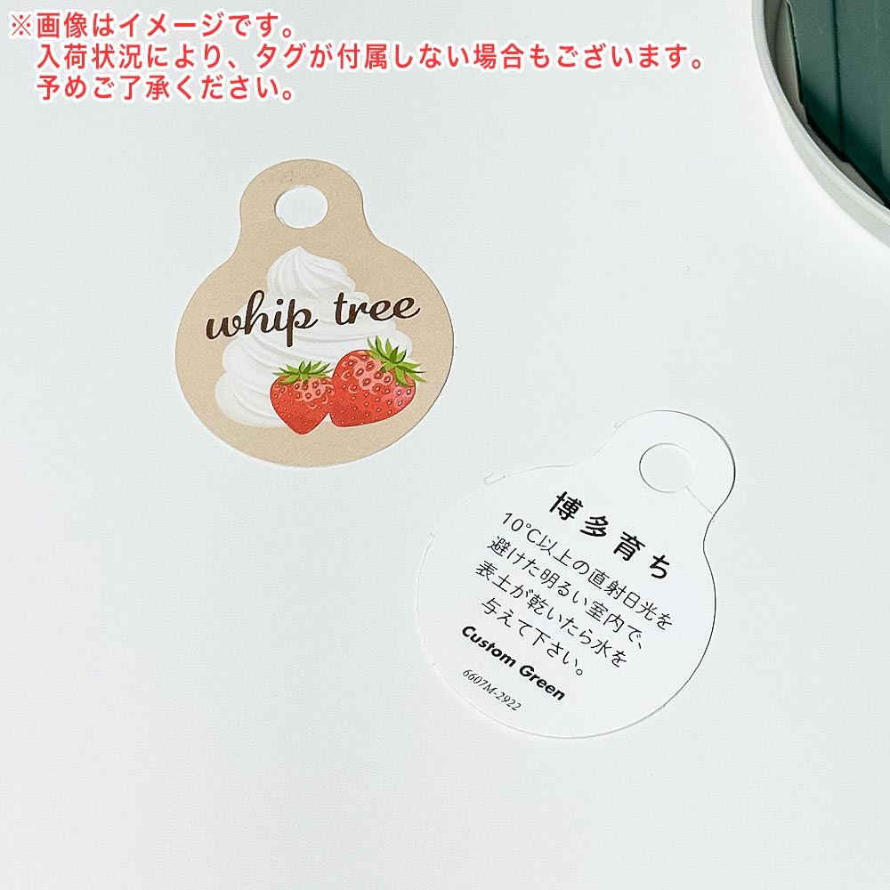 PLANCHU 観葉植物 ポリシャス ホイップツリー 4号スリット鉢 受け皿付き 育て方説明書付き Polyscias ‘Whip Tree’