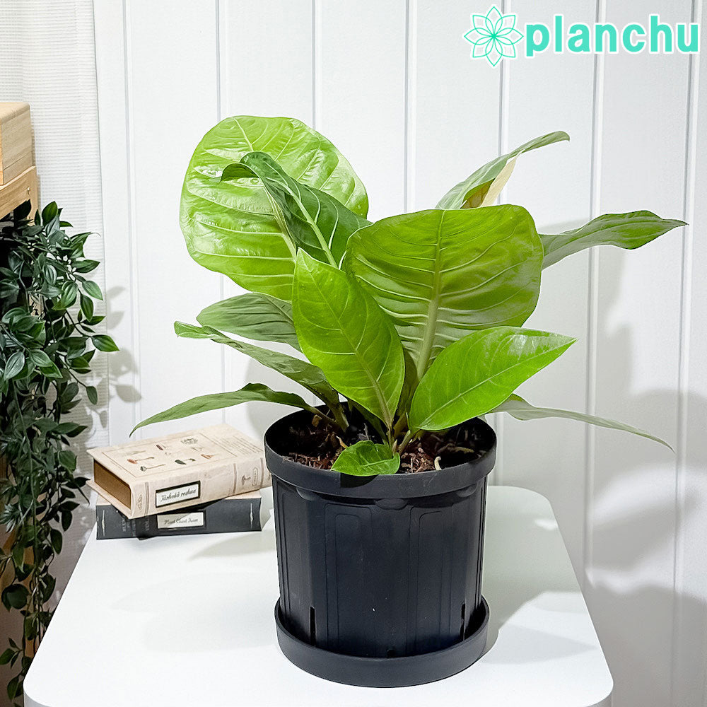 PLANCHU 観葉植物 アンスリウム マルバ 7号スリット鉢 受け皿付き 育て方説明書付き Anthurium アンスリューム アロイド 原種系