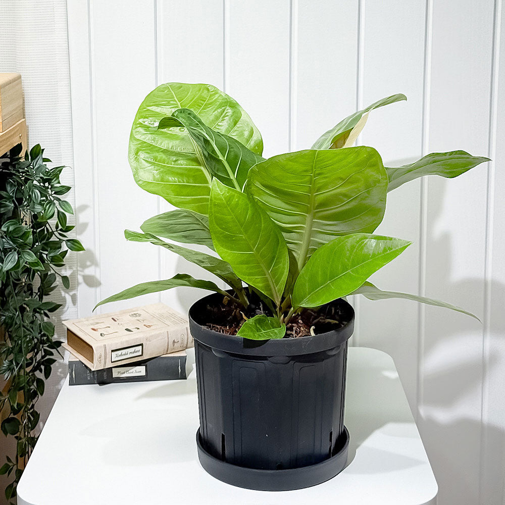 PLANCHU 観葉植物 アンスリウム マルバ 7号スリット鉢 受け皿付き 育て方説明書付き Anthurium アンスリューム アロイド 原種系