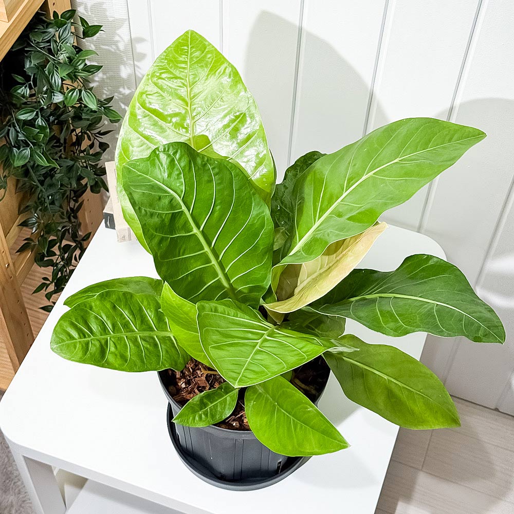 PLANCHU 観葉植物 アンスリウム マルバ 7号スリット鉢 受け皿付き 育て方説明書付き Anthurium アンスリューム アロイド 原種系