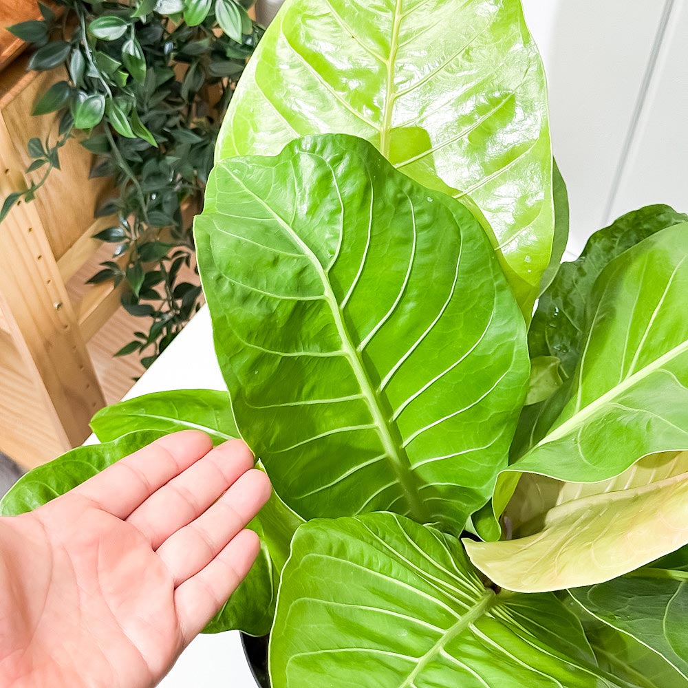 PLANCHU 観葉植物 アンスリウム マルバ 7号スリット鉢 受け皿付き 育て方説明書付き Anthurium アンスリューム アロイド 原種系