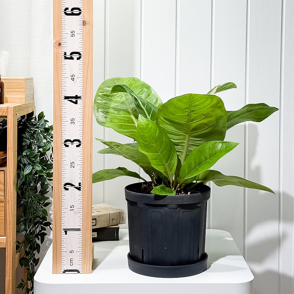 PLANCHU 観葉植物 アンスリウム マルバ 7号スリット鉢 受け皿付き 育て方説明書付き Anthurium アンスリューム アロイド 原種系