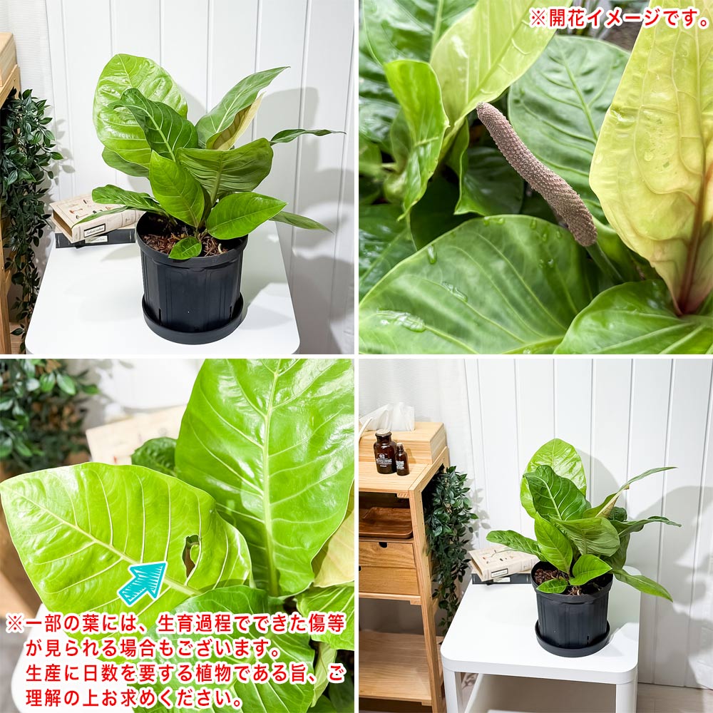 PLANCHU 観葉植物 アンスリウム マルバ 7号スリット鉢 受け皿付き 育て方説明書付き Anthurium アンスリューム アロイド 原種系