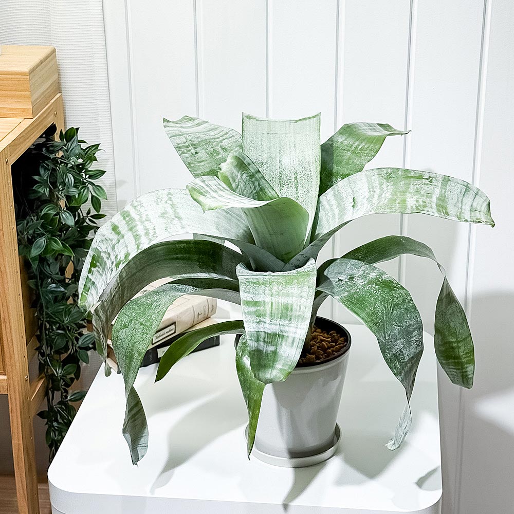 PLANCHU 観葉植物 エクメア ファシアータ 5号鉢 受け皿付き 育て方説明書付き Aechmea fasciata シマサンゴアナナス ファシャータ ブロメリア