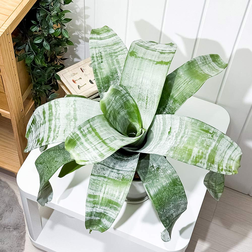 PLANCHU 観葉植物 エクメア ファシアータ 5号鉢 受け皿付き 育て方説明書付き Aechmea fasciata シマサンゴアナナス ファシャータ ブロメリア