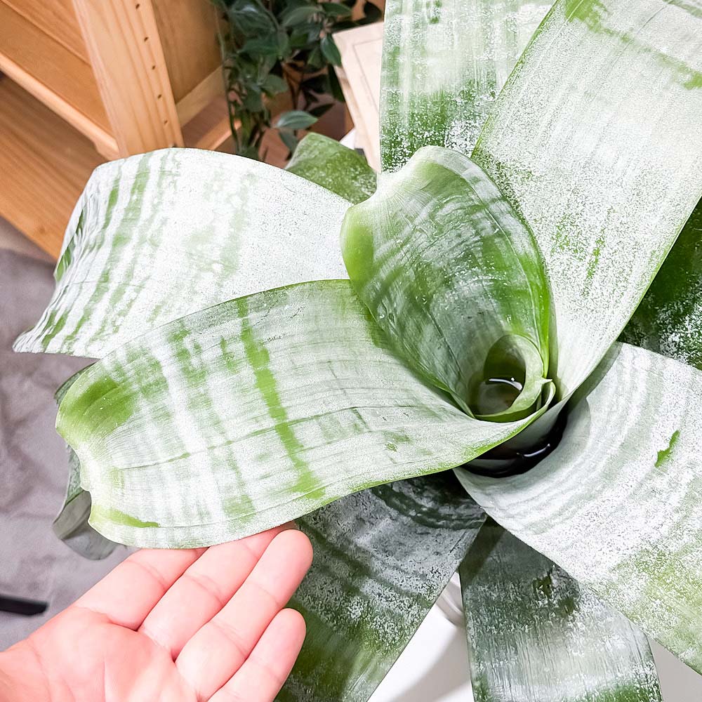 PLANCHU 観葉植物 エクメア ファシアータ 5号鉢 受け皿付き 育て方説明書付き Aechmea fasciata シマサンゴアナナス ファシャータ ブロメリア