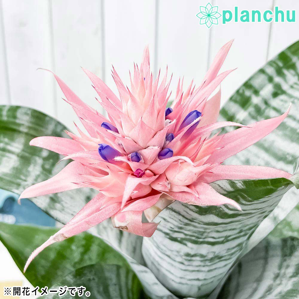 PLANCHU 観葉植物 エクメア ファシアータ 5号鉢 受け皿付き 育て方説明書付き Aechmea fasciata シマサンゴアナナス ファシャータ ブロメリア