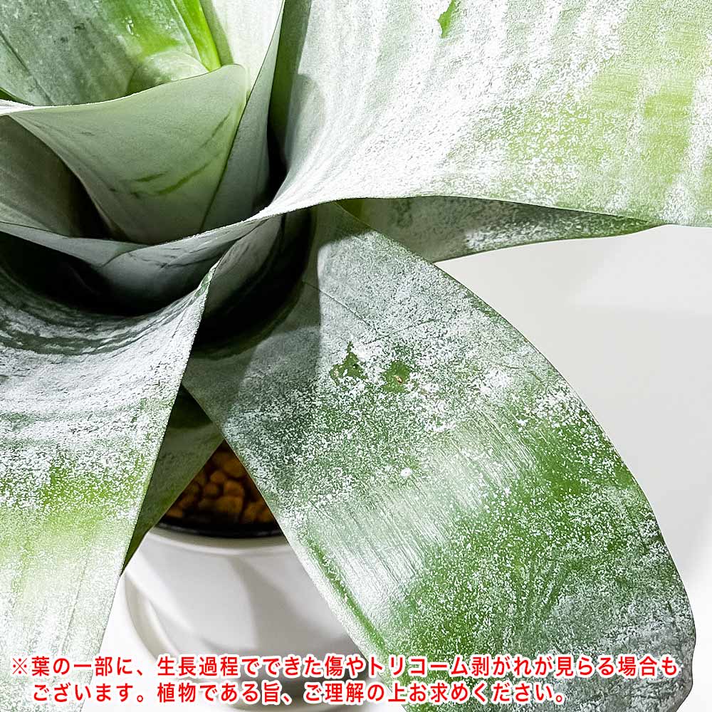 PLANCHU 観葉植物 エクメア ファシアータ 5号鉢 受け皿付き 育て方説明