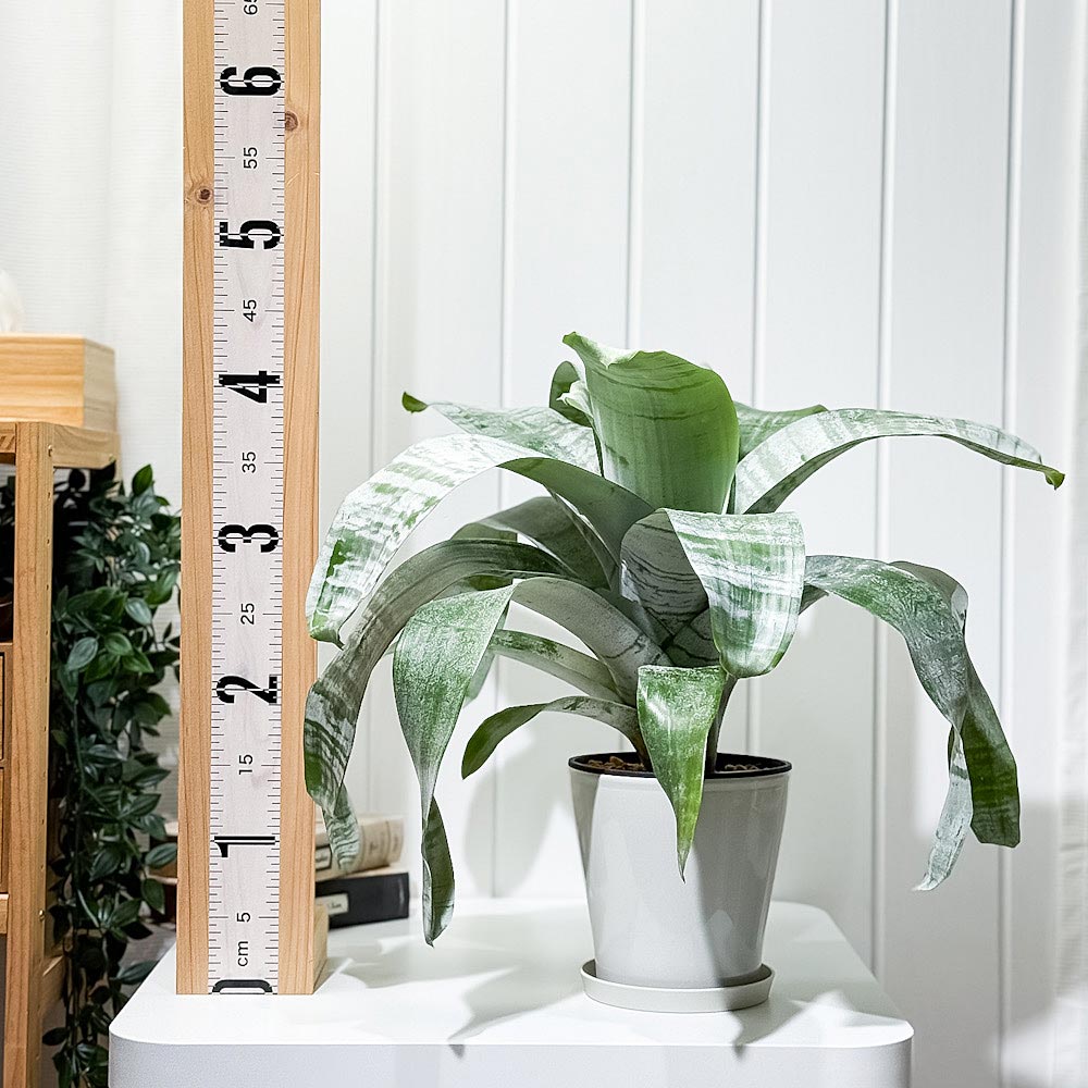 PLANCHU 観葉植物 エクメア ファシアータ 5号鉢 受け皿付き 育て方説明書付き Aechmea fasciata シマサンゴアナナス ファシャータ ブロメリア