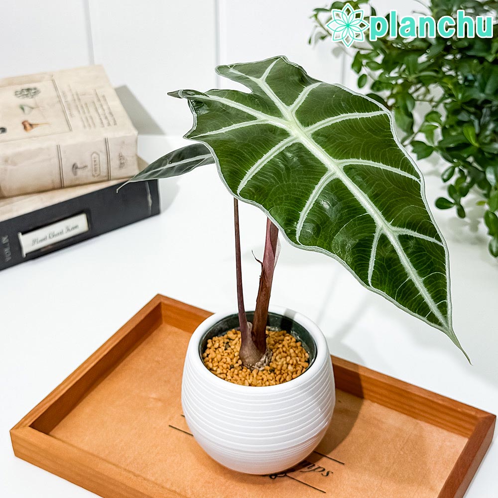 PLANCHU 観葉植物 アロカシア アマゾニカ ポリー 3号丸鉢 受け皿付き 育て方説明書付き Alocasia × amazonica ‘Polly’ アロイド