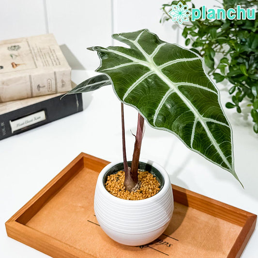 PLANCHU 観葉植物 アロカシア アマゾニカ ポリー 3号丸鉢 受け皿付き 育て方説明書付き Alocasia × amazonica ‘Polly’ アロイド