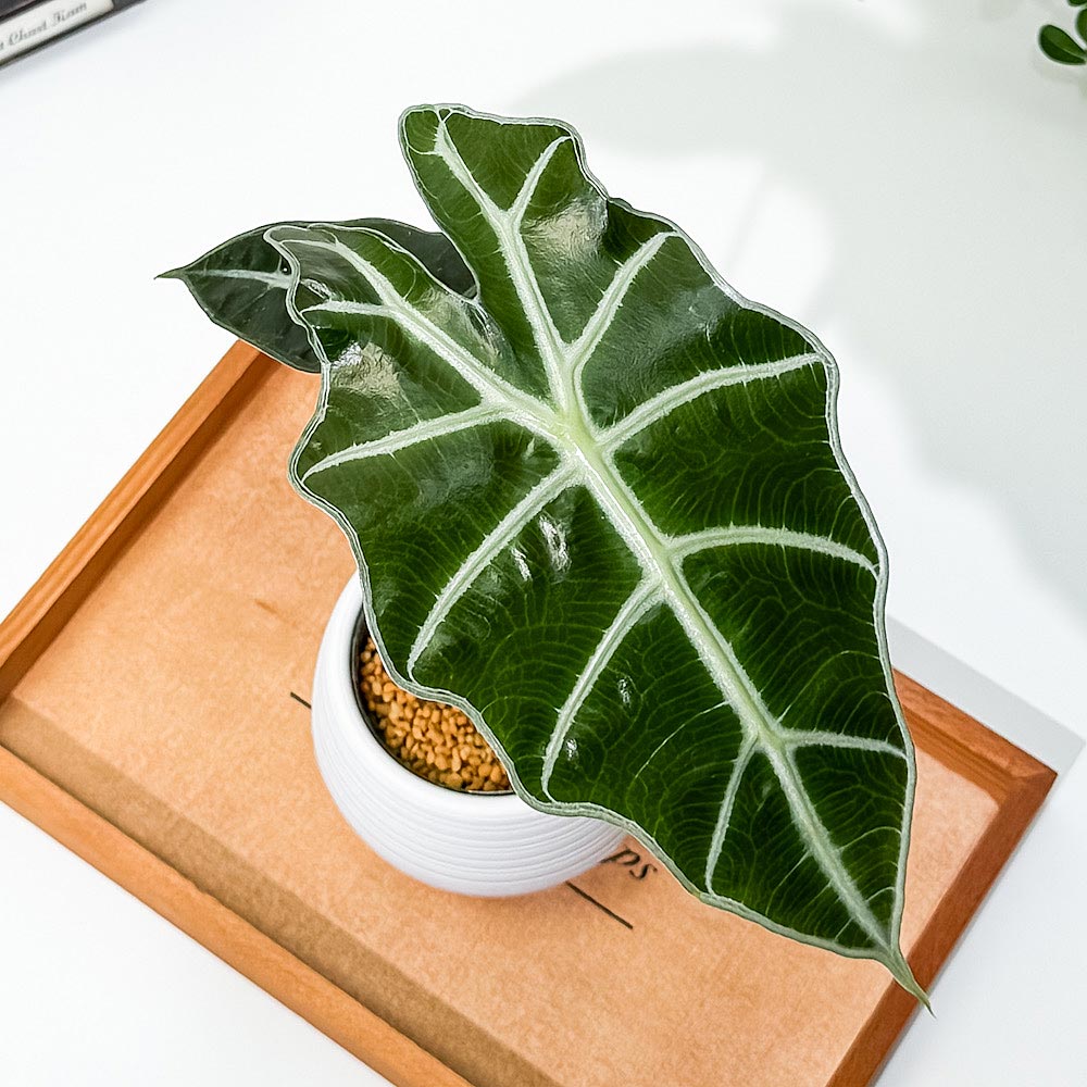 PLANCHU 観葉植物 アロカシア アマゾニカ ポリー 3号丸鉢 受け皿付き 育て方説明書付き Alocasia × amazonica ‘Polly’ アロイド