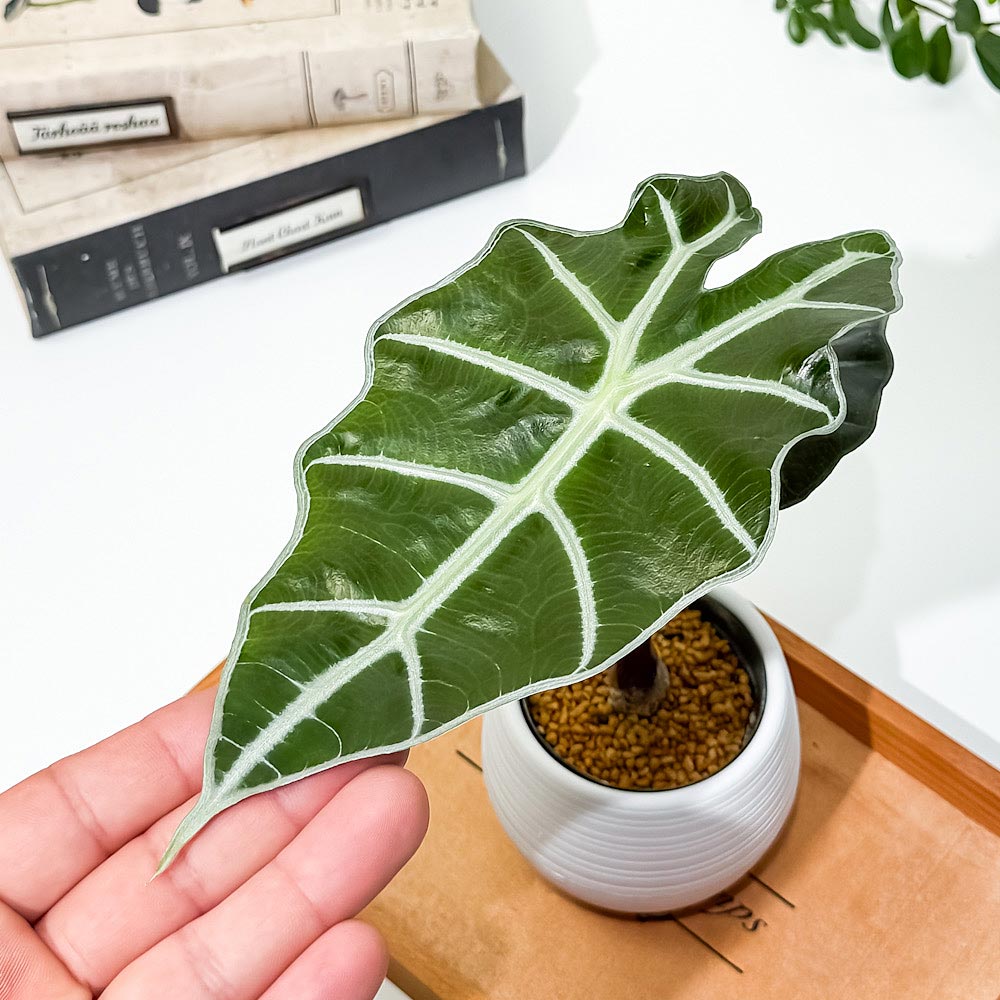 PLANCHU 観葉植物 アロカシア アマゾニカ ポリー 3号丸鉢 受け皿付き 育て方説明書付き Alocasia × amazonica ‘Polly’ アロイド