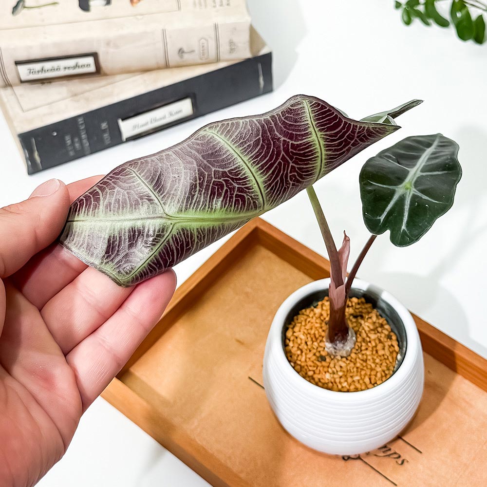 PLANCHU 観葉植物 アロカシア アマゾニカ ポリー 3号丸鉢 受け皿付き 育て方説明書付き Alocasia × amazonica ‘Polly’ アロイド