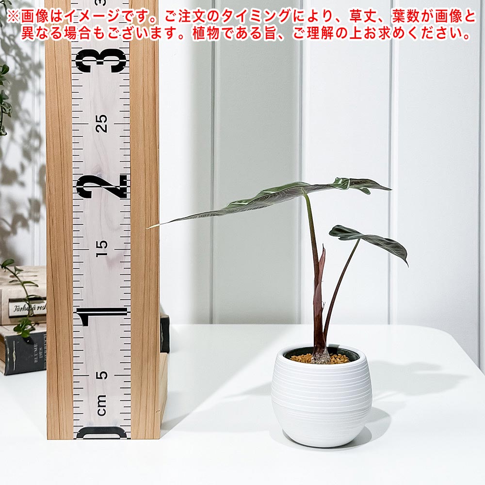 PLANCHU 観葉植物 アロカシア アマゾニカ ポリー 3号丸鉢 受け皿付き