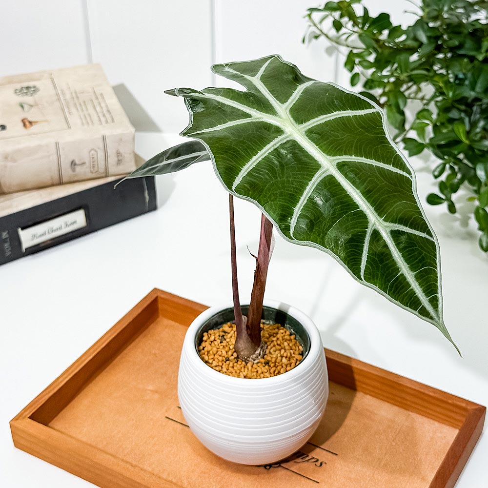 PLANCHU 観葉植物 アロカシア アマゾニカ ポリー 3号丸鉢 受け皿付き 育て方説明書付き Alocasia × amazonica ‘Polly’ アロイド