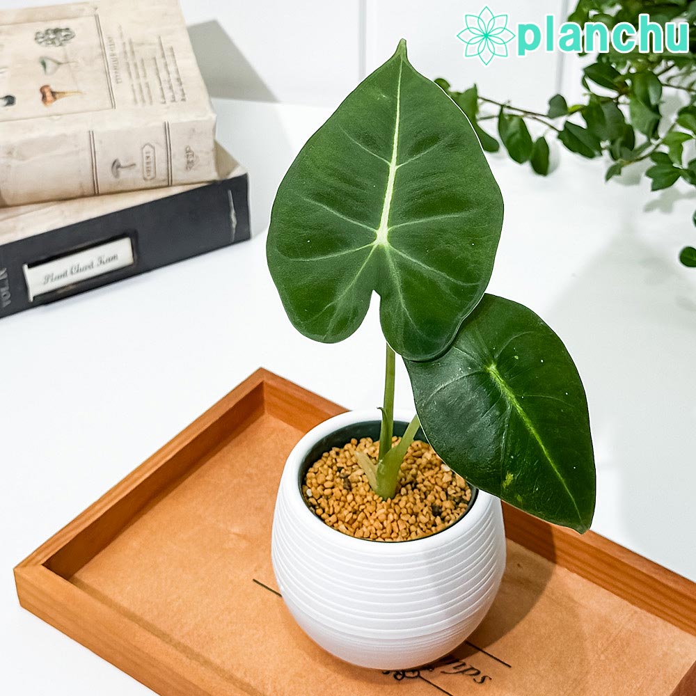 PLANCHU 観葉植物 アロカシア グリーンベルベット 3号丸鉢 受け皿付き 育て方説明書付き Alocasia ‘Green Velvet’ アロイド