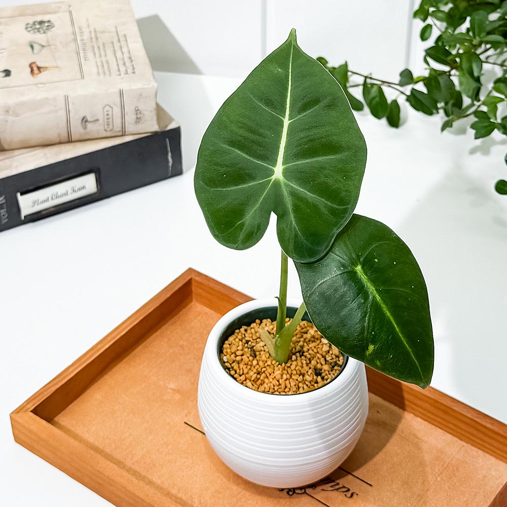 PLANCHU 観葉植物 アロカシア グリーンベルベット 3号丸鉢 受け皿付き 育て方説明書付き Alocasia ‘Green Velvet’ アロイド