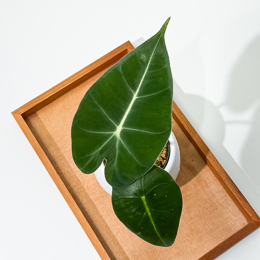 PLANCHU 観葉植物 アロカシア グリーンベルベット 3号丸鉢 受け皿付き 育て方説明書付き Alocasia ‘Green Velvet’ アロイド