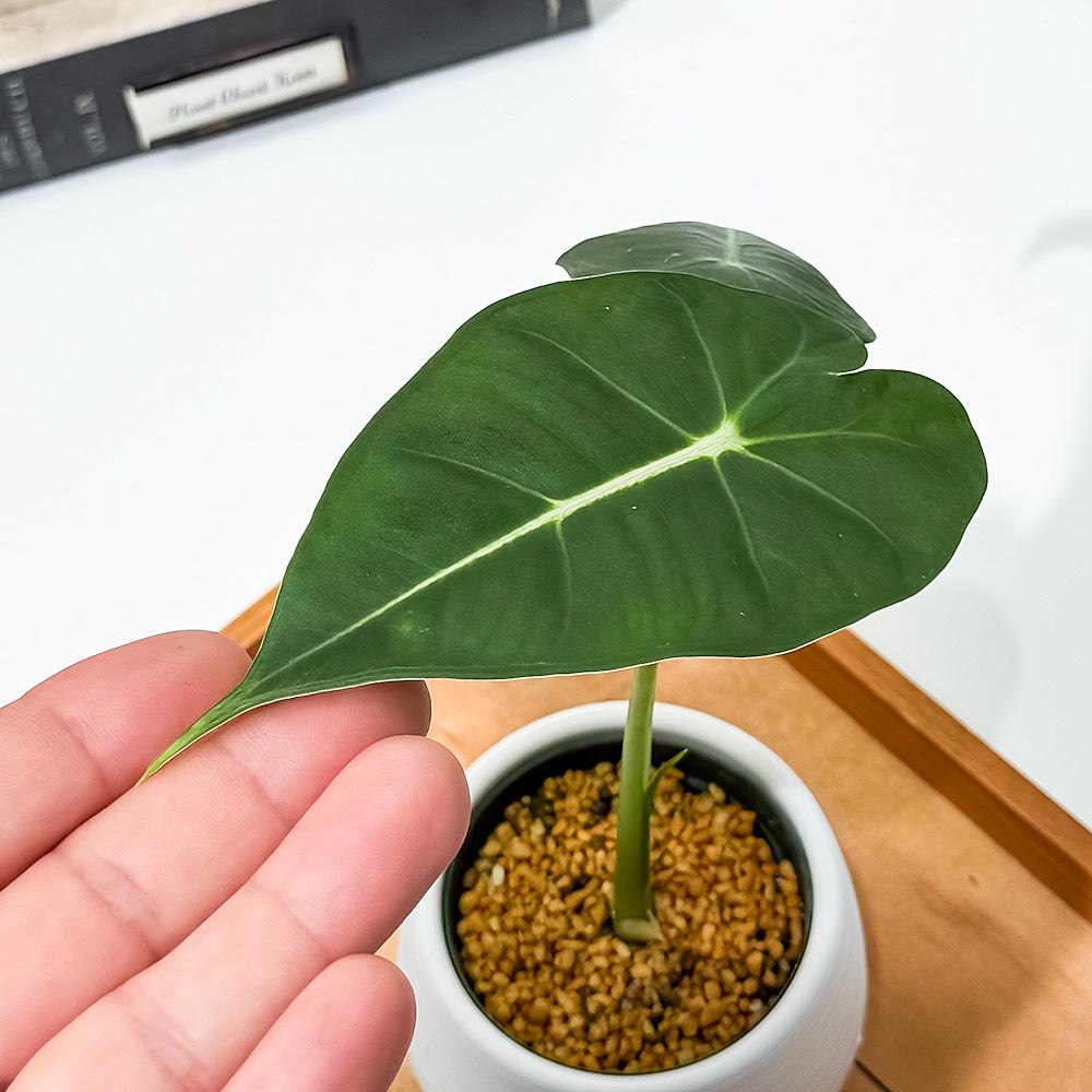 PLANCHU 観葉植物 アロカシア グリーンベルベット 3号丸鉢 受け皿付き