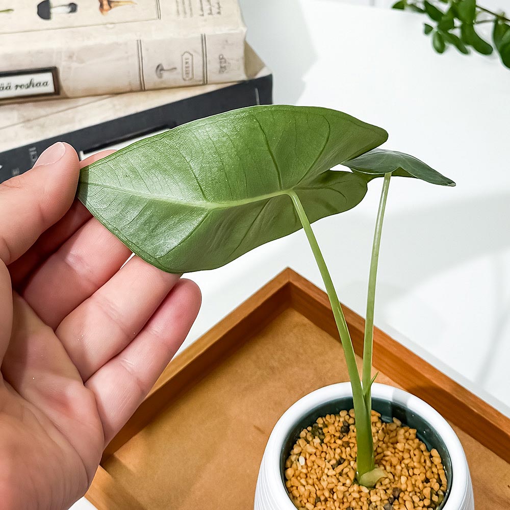 PLANCHU 観葉植物 アロカシア グリーンベルベット 3号丸鉢 受け皿付き 育て方説明書付き Alocasia ‘Green Velvet’ アロイド