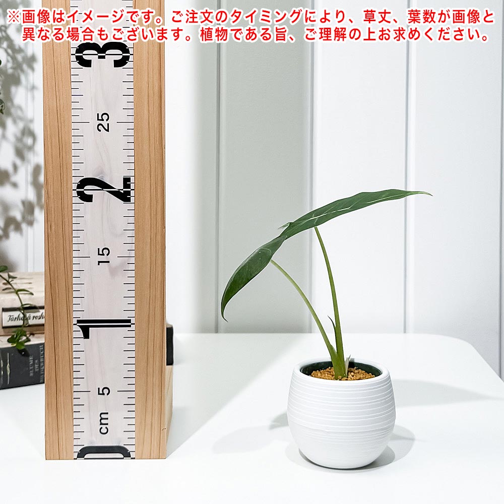 PLANCHU 観葉植物 アロカシア グリーンベルベット 3号丸鉢 受け皿付き 育て方説明書付き Alocasia ‘Green Velvet’ アロイド