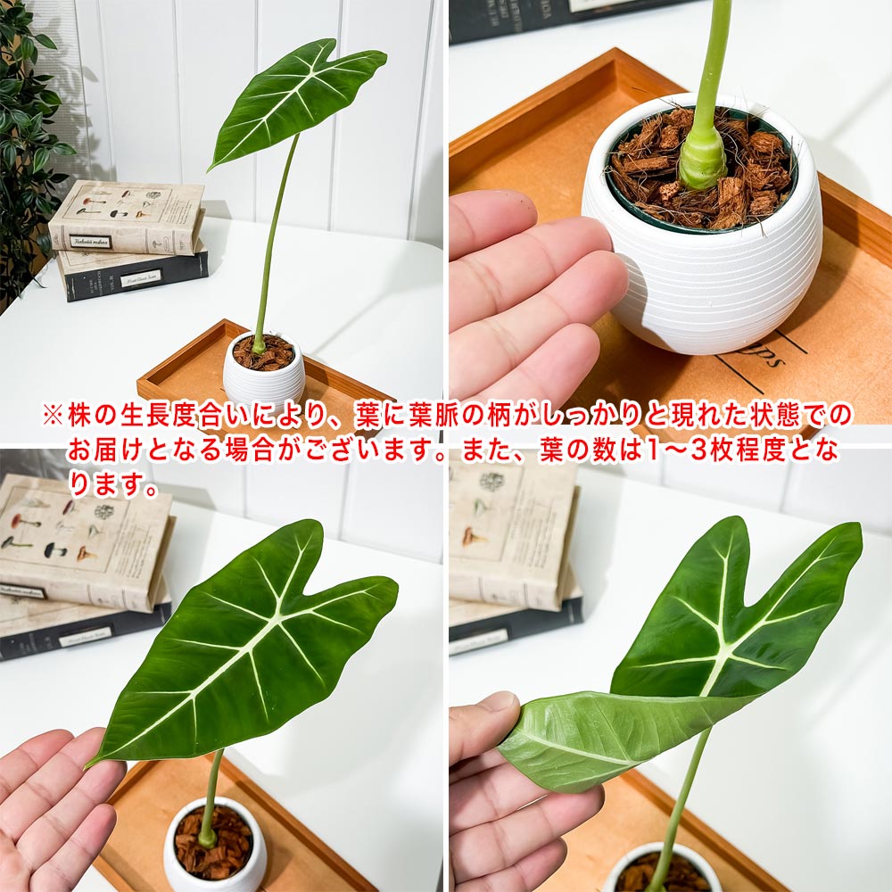 PLANCHU 観葉植物 アロカシア グリーンベルベット 3号丸鉢 受け皿付き 育て方説明書付き Alocasia ‘Green Velvet’ アロイド