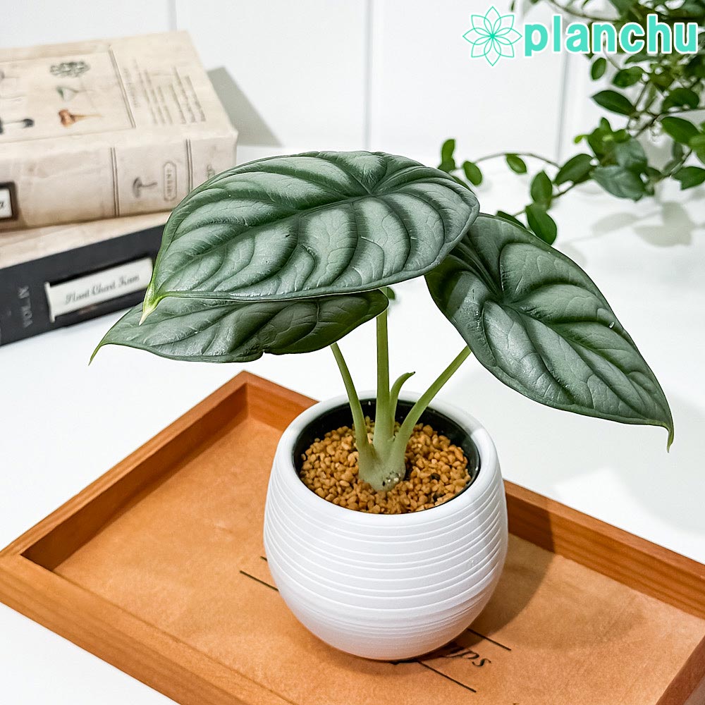 PLANCHU 観葉植物 アロカシア シルバードラゴン 3号丸鉢 受け皿付き 育て方説明書付き Alocasia ‘Silver Dragon’ アロイド