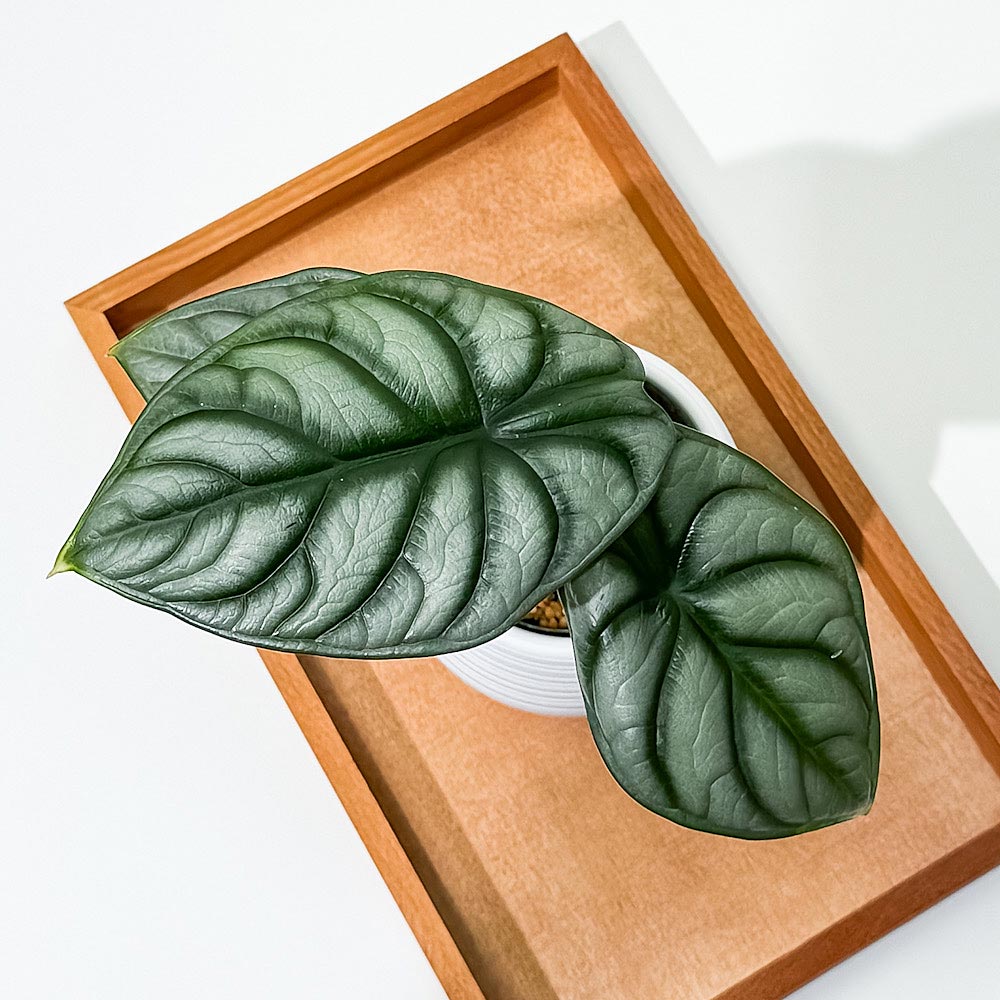 PLANCHU 観葉植物 アロカシア シルバードラゴン 3号丸鉢 受け皿付き
