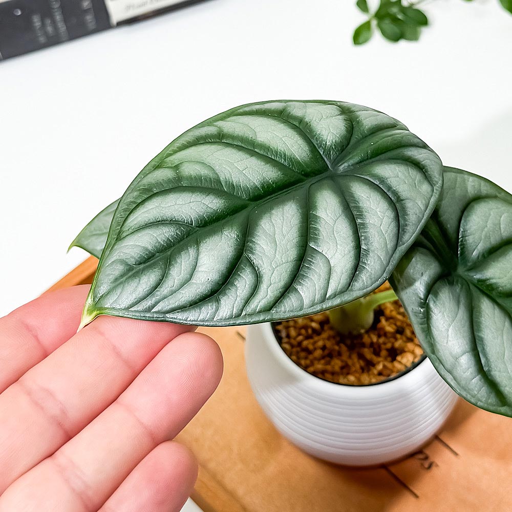 PLANCHU 観葉植物 アロカシア シルバードラゴン 3号丸鉢 受け皿付き