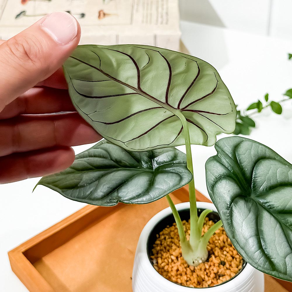 PLANCHU 観葉植物 アロカシア シルバードラゴン 3号丸鉢 受け皿付き 育て方説明書付き Alocasia ‘Silver Dragon’ アロイド