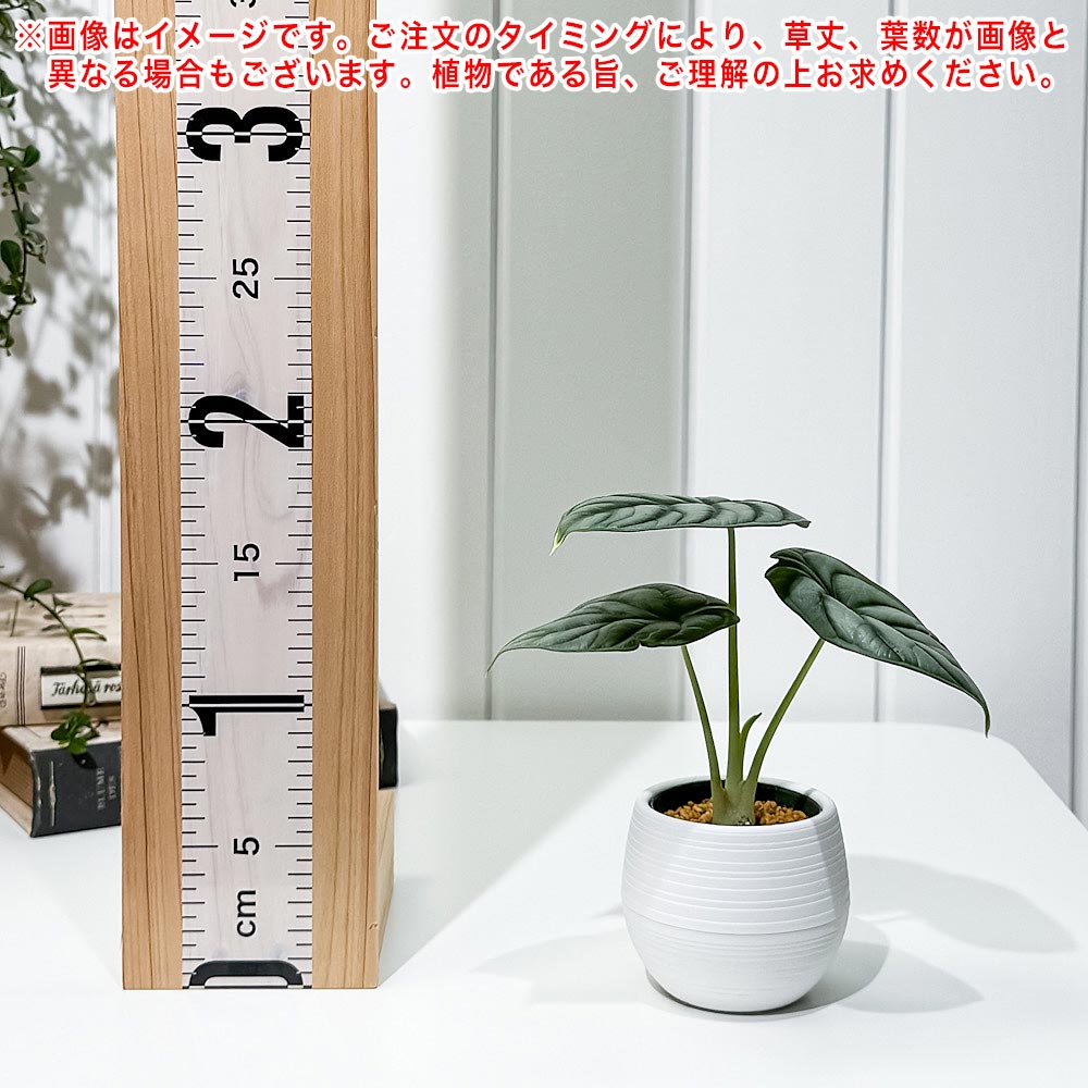 PLANCHU 観葉植物 アロカシア シルバードラゴン 3号丸鉢 受け皿付き