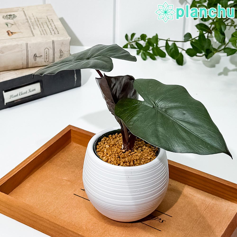 PLANCHU 観葉植物 アロカシア メタリカ 3号丸鉢 受け皿付き 育て方説明書付き Alocasia indica var. metallica アロイド