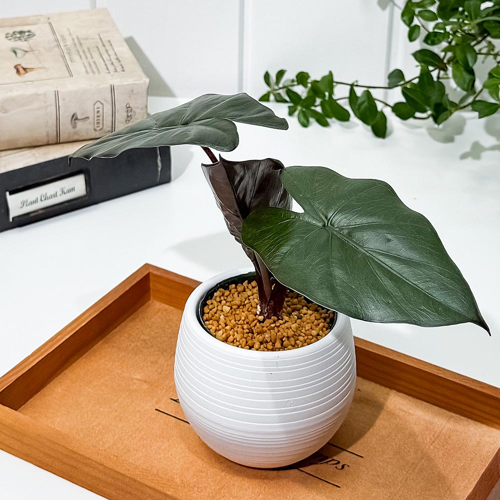 PLANCHU 観葉植物 アロカシア メタリカ 3号丸鉢 受け皿付き 育て方説明書付き Alocasia indica var. metallica アロイド