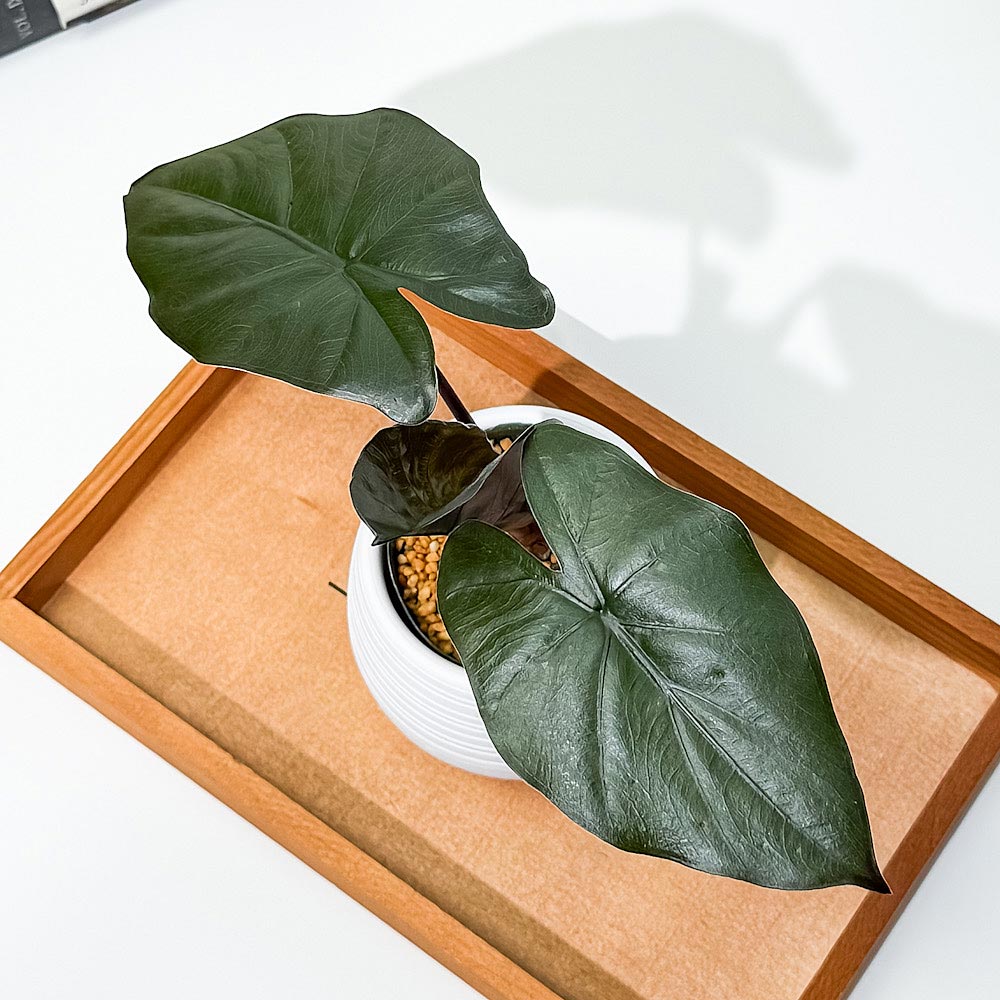 PLANCHU 観葉植物 アロカシア メタリカ 3号丸鉢 受け皿付き 育て方説明書付き Alocasia indica var. metallica アロイド