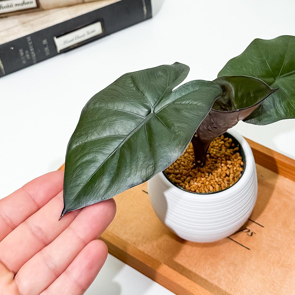 PLANCHU 観葉植物 アロカシア メタリカ 3号丸鉢 受け皿付き 育て方説明書付き Alocasia indica var. metallica アロイド