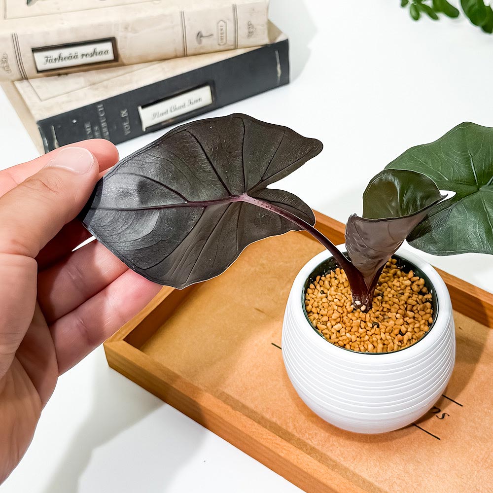 PLANCHU 観葉植物 アロカシア メタリカ 3号丸鉢 受け皿付き 育て方説明書付き Alocasia indica var. metallica アロイド