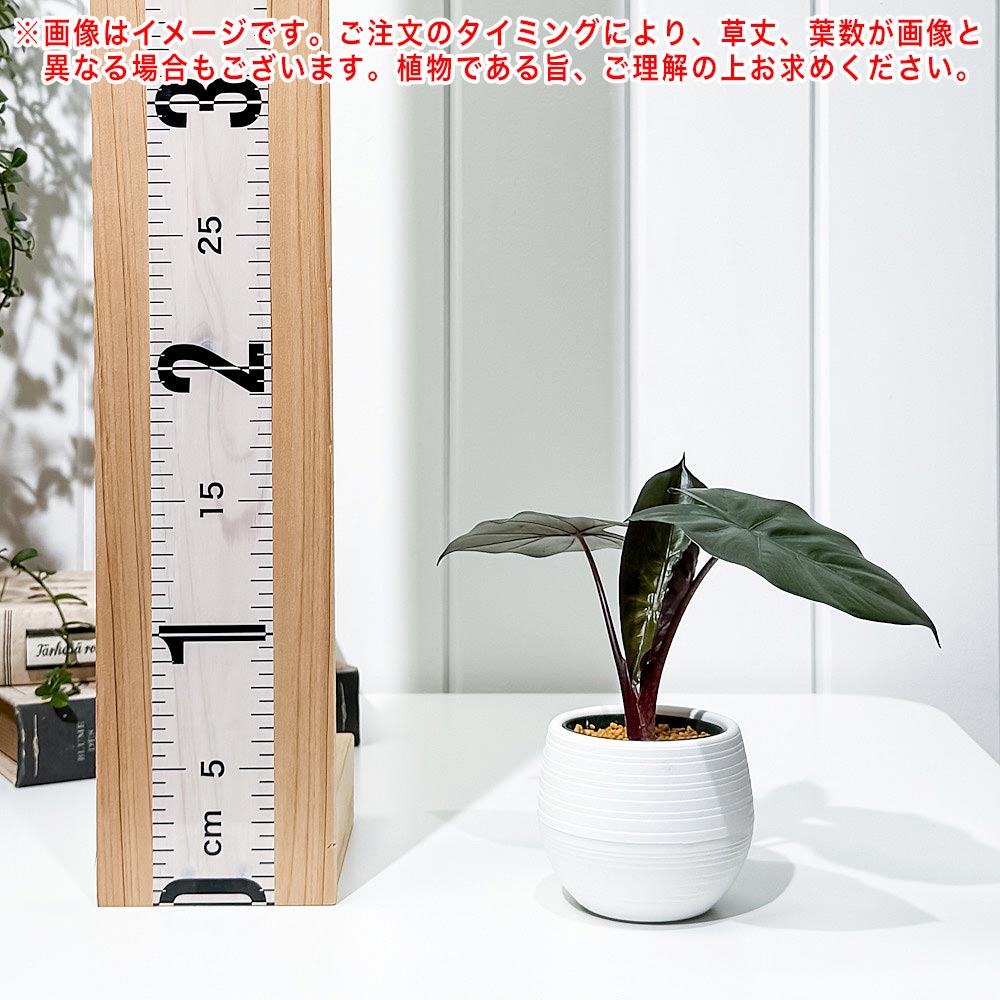 PLANCHU 観葉植物 アロカシア メタリカ 3号丸鉢 受け皿付き 育て方説明書付き Alocasia indica var. metallica アロイド